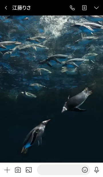 [LINE着せ替え] ペンギン Loving penguinsの画像4