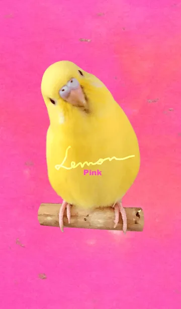 [LINE着せ替え] セキセイインコ レモン "ピンク"の画像1