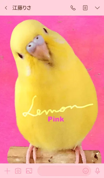 [LINE着せ替え] セキセイインコ レモン "ピンク"の画像3