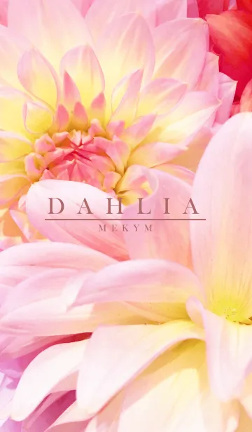 [LINE着せ替え] DAHLIA 2 -flower-の画像1