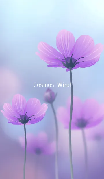 [LINE着せ替え] cosmos wind ～ 秋桜の風の画像1