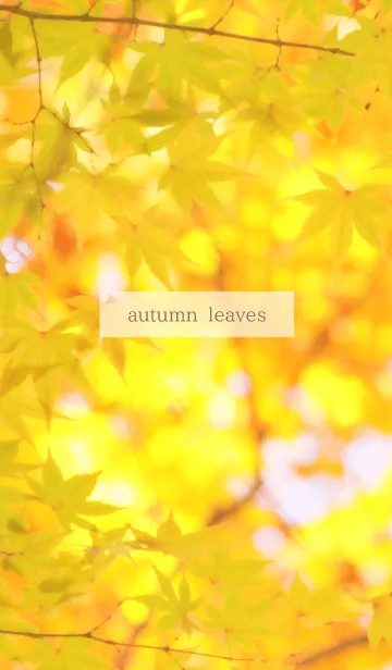 [LINE着せ替え] 秋の木漏れ日 - 黄紅葉 -の画像1