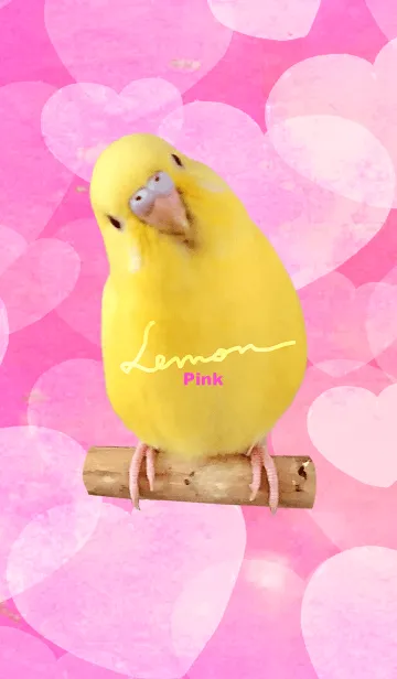 [LINE着せ替え] セキセイインコ レモン "ハート ピンク"の画像1