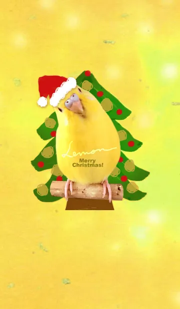 [LINE着せ替え] セキセイインコ レモン "クリスマス"の画像1