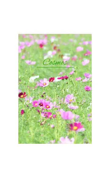 -- Cosmos -- 13の着せ替えメイン画像