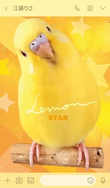 [LINE着せ替え] セキセイインコ レモン "星オレンジ"の画像3