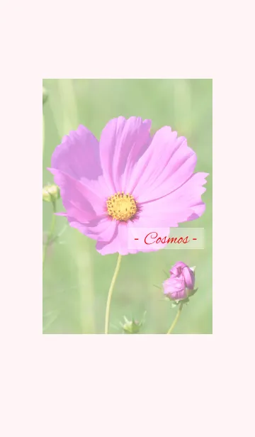 [LINE着せ替え] -- Cosmos -- 16の画像1