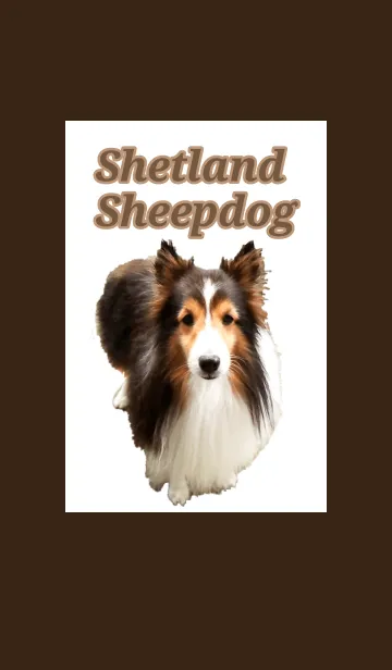 [LINE着せ替え] かわいいシェルティの着せかえの画像1