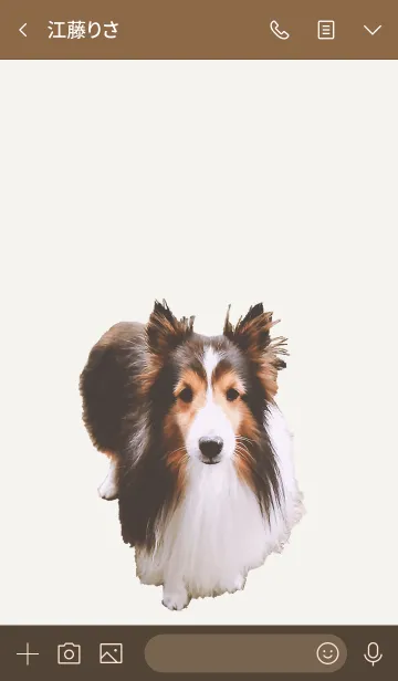 [LINE着せ替え] かわいいシェルティの着せかえの画像3