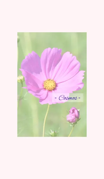 [LINE着せ替え] -- Cosmos -- 20の画像1