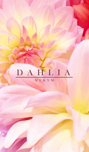 DAHLIA 4 -flower-の着せ替えメイン画像
