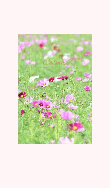 -- Cosmos -- 52の着せ替えメイン画像