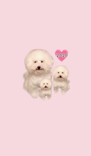 [LINE着せ替え] ふわふわトイプードル#2020の画像1