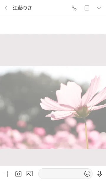 [LINE着せ替え] Flower(コスモス.シンプル)の画像3