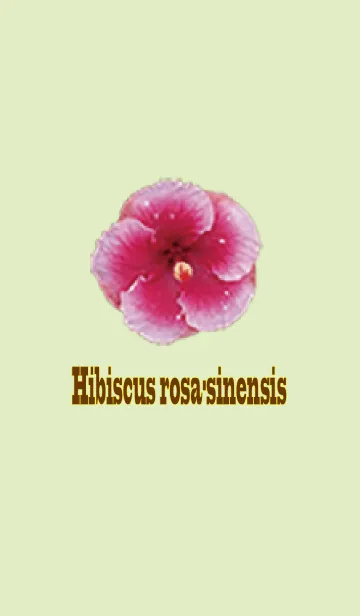 [LINE着せ替え] Hibiscus rosa-sinensisの画像1