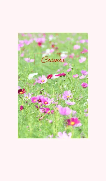 -- Cosmos -- 44の着せ替えメイン画像