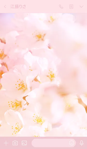 [LINE着せ替え] 春のいろ。 桜 × ピンクの画像3