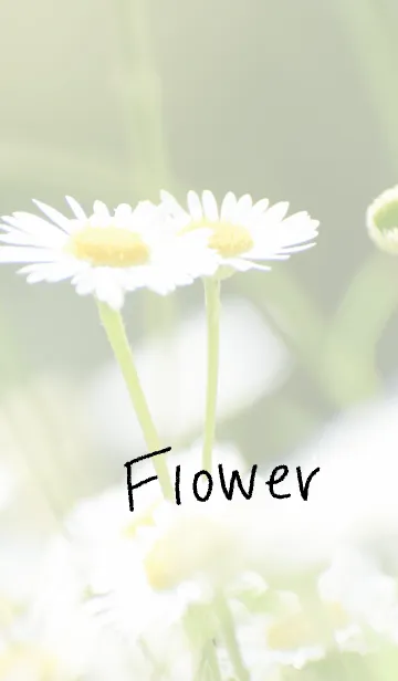 [LINE着せ替え] 白い花のきせかえの画像1