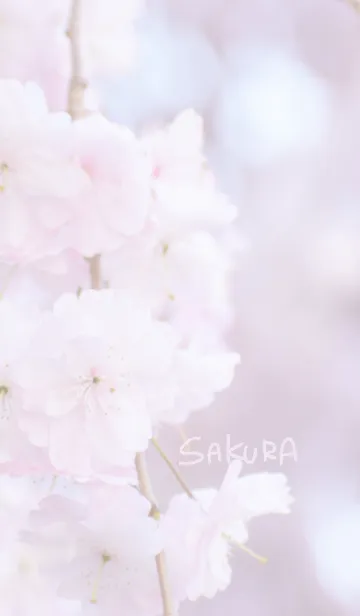 [LINE着せ替え] 〜桜のきせかえ2〜の画像1