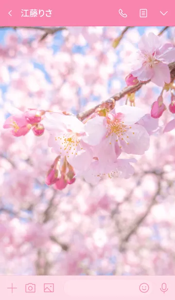 [LINE着せ替え] 河津桜の画像3
