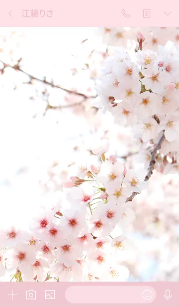 [LINE着せ替え] SAKURA - A Beautiful Spring Day -の画像3