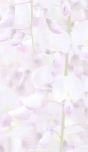 [LINE着せ替え] 藤の花のきせかえの画像1