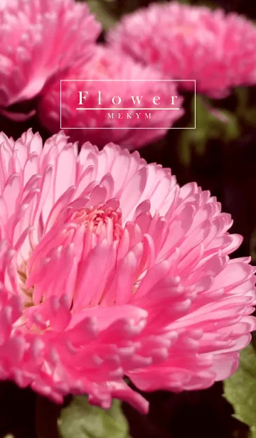 [LINE着せ替え] Flower 3 -Daisy-の画像1