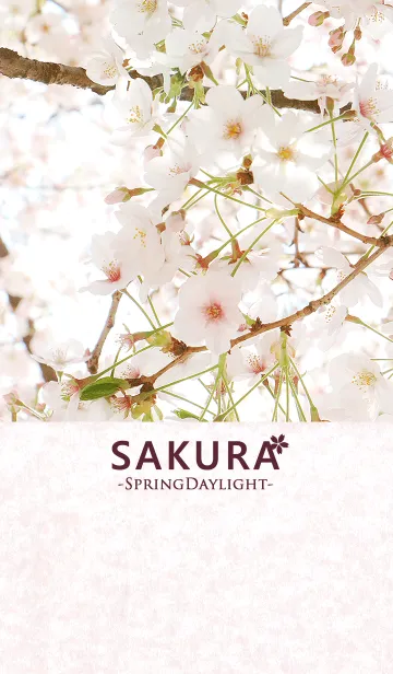 [LINE着せ替え] SAKURA - Spring Daylight -の画像1