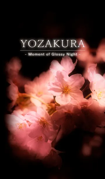 [LINE着せ替え] 夜桜 - Moment of Glossy Night -の画像1