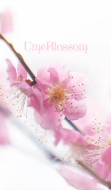 [LINE着せ替え] UmeBloosomの画像1