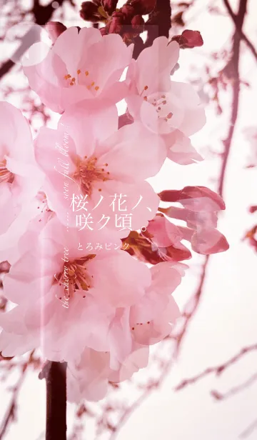 [LINE着せ替え] 桜ノ花ノ、咲ク頃。とろみピンクの画像1