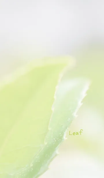 [LINE着せ替え] リーフのきせかえの画像1