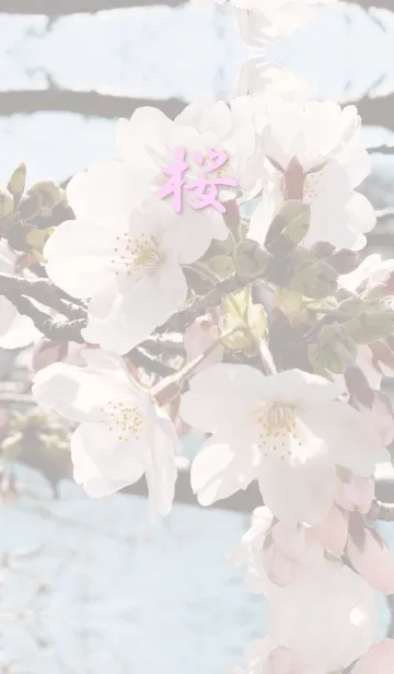 [LINE着せ替え] Sakura tourの画像1