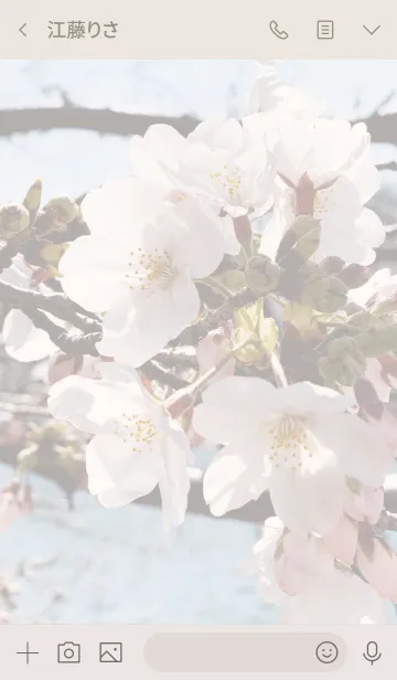 [LINE着せ替え] Sakura tourの画像3