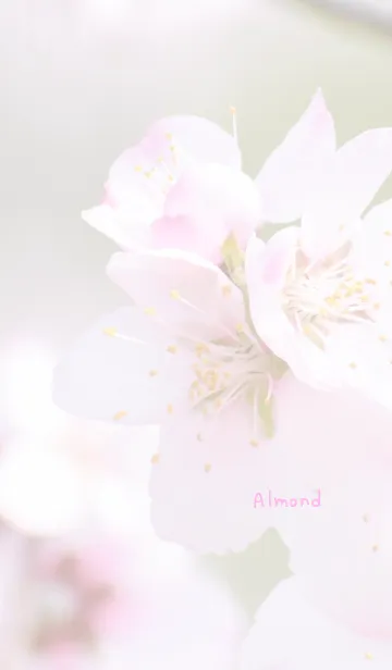 [LINE着せ替え] アーモンドのきせかえの画像1