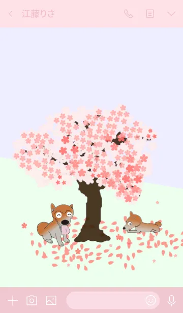 [LINE着せ替え] 桜の木と柴犬（Shiba dog）の画像3