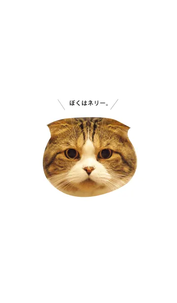 [LINE着せ替え] I'm cat！2の画像1