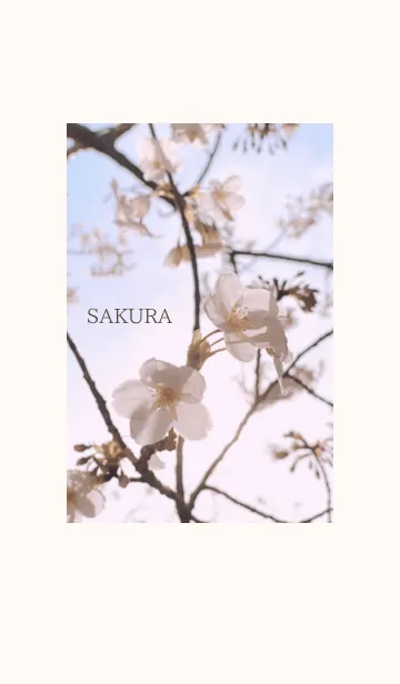 [LINE着せ替え] ♡ SAKURA 2020 ♡ - 1 -の画像1