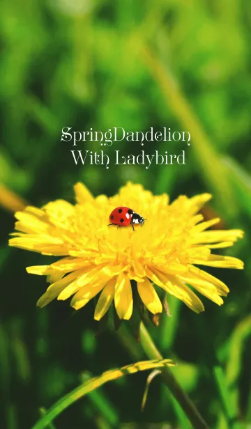 [LINE着せ替え] SpringDandelion With Ladybirdの画像1