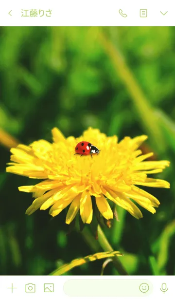 [LINE着せ替え] SpringDandelion With Ladybirdの画像3