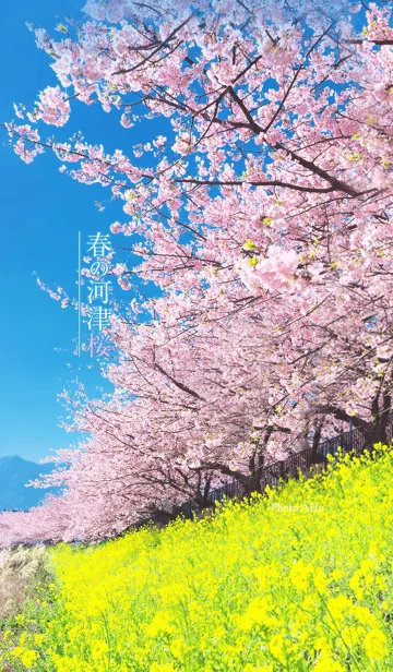 [LINE着せ替え] 春の河津桜の画像1