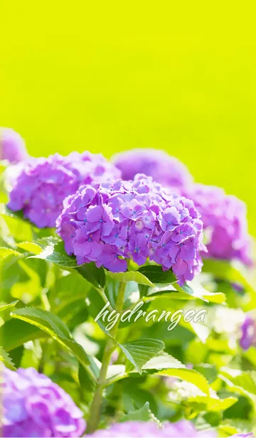 [LINE着せ替え] 紫陽花と可愛いカエルのフォトきせかえの画像1