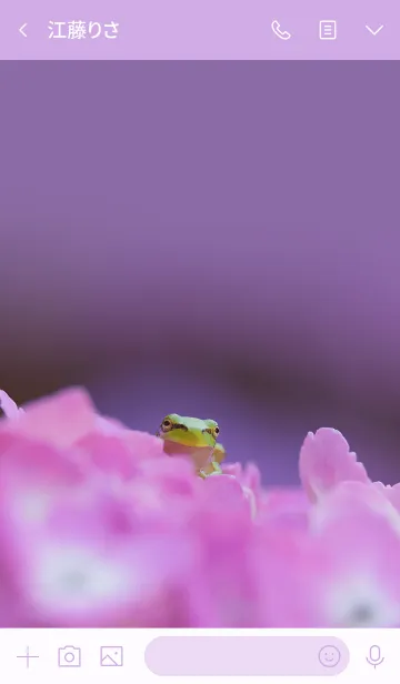 [LINE着せ替え] 紫陽花と可愛いカエルのフォトきせかえの画像3