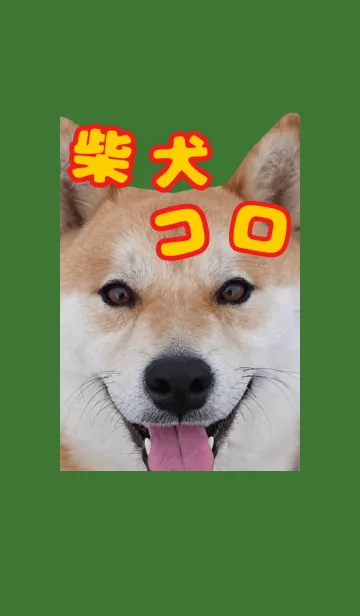 [LINE着せ替え] 柴犬コロの画像1