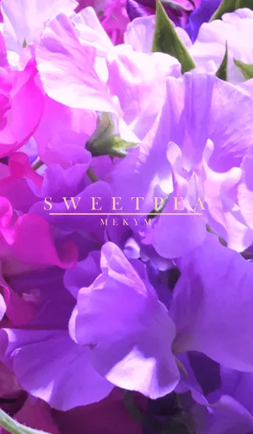 [LINE着せ替え] SWEET PEA 9 -PURPLE-の画像1