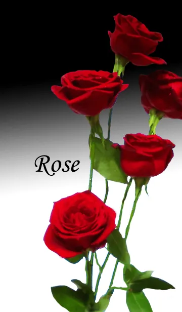 [LINE着せ替え] ゴージャスで美しい赤い薔薇の画像1