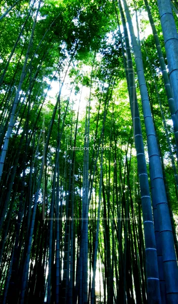 [LINE着せ替え] 竹林－Bamboo Groveの画像1