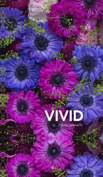 [LINE着せ替え] VIVID～ビビッドな青と紫のガーベラ～の画像1