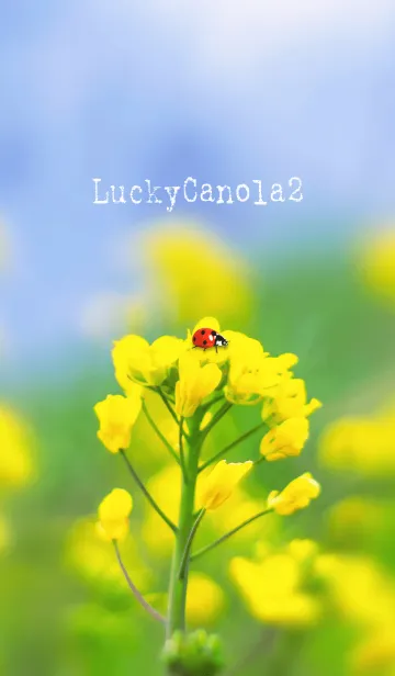 [LINE着せ替え] LuckyCanola2の画像1