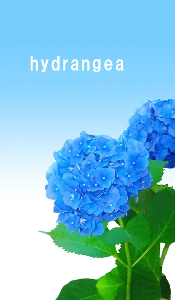 [LINE着せ替え] 紫陽花hydrangeaの画像1
